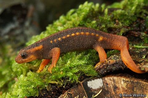 १. हिमालयन न्यूट