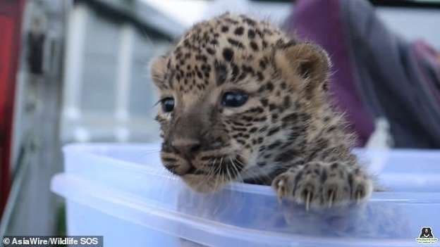 व्हिडीओ ऑफ दि डे : बिबट्याच्या पिल्लाची आणि आईची हृदयस्पर्शी भेट !!