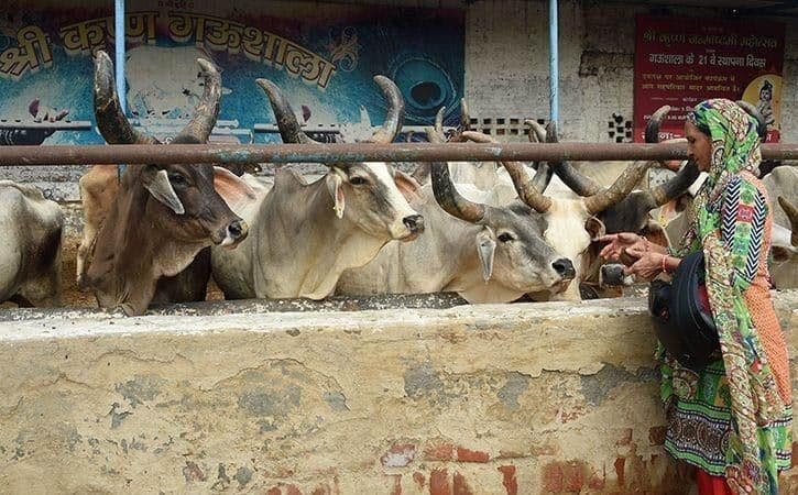 आता प्राण्यांना पण 'माणसाचा दर्जा' मिळणार ?? काय सांगतोय नवीन कायदा ??