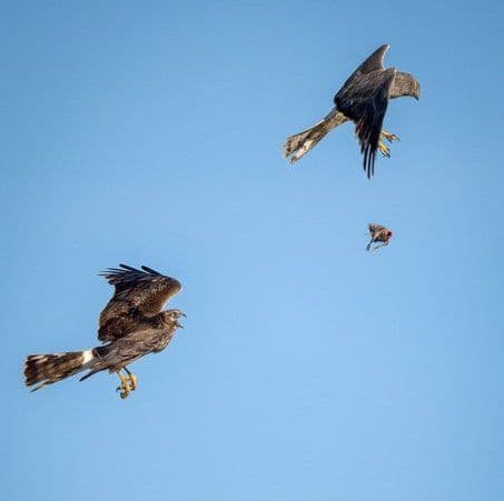 पहिल्या फोटोत वरती असणाऱ्या पक्ष्याने आपल्या पायात पकडलेली शिकार खाली सोडलेली दिसते.