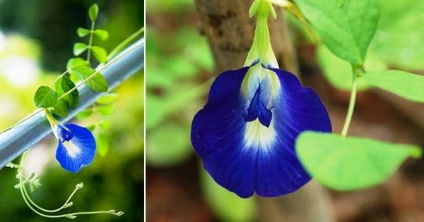 बोभाटाची बाग : भाग १० - गोकर्णाच्या फुलांच्या आयुर्वेदिक चहाबद्दल कधी ऐकलंय?