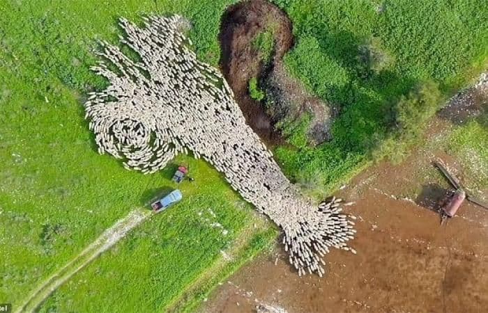 १.१३ मिनिटाच्या व्हिडीओसाठी तो ७ महिने थांबला, शेवटी हाती आलेलं दृश्य पाहून सलाम कराल!!