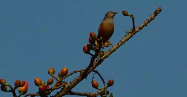 मुंबई बर्डरेस काय असते, ती का आयोजित होते, कुठवर तिची व्याप्ती आहे आणि पक्षीप्रेमी यावर्षीच्या निकालामुळे आनंदित का आहेत?