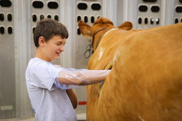 'कॅन्यूलेटेड काऊ' : दुग्धोत्पादन वाढावे म्हणून केलेला हा उपाय अघोरी आणि अमानवी म्हणायचा का ?