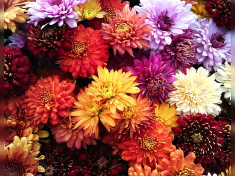 नोव्हेंबर महिन्यात ज्यांचा वाढदिवस आहे त्यांचे फूल कोणते ?