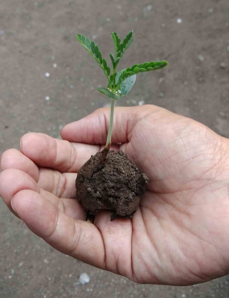 दसऱ्याला आपट्याच्या पानांऐवजी बीजगोळे वाटा!!! 'सेप' व 'भवताल'चा अभिनव असा पर्यावरणफ्रेंडली उपक्रम..