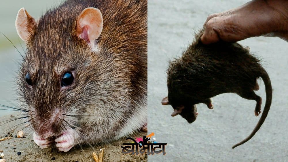 उंदीर मारून पोट भरणारी माणसं !!