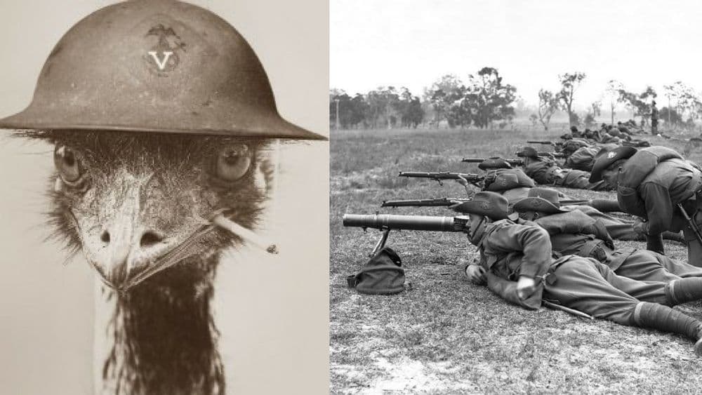 जेव्हा पक्षी गनिमी कावा वापरून माणसांशी युद्ध जिंकतात...वाचा हा अतरंगी इतिहास !!