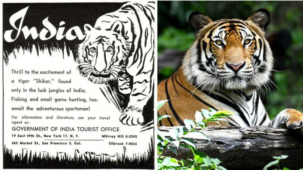 वाघांच्या शिकारीसाठी सरकारने स्वतः दिलं होतं आमंत्रण ? वाचा काय आहे सत्य !!