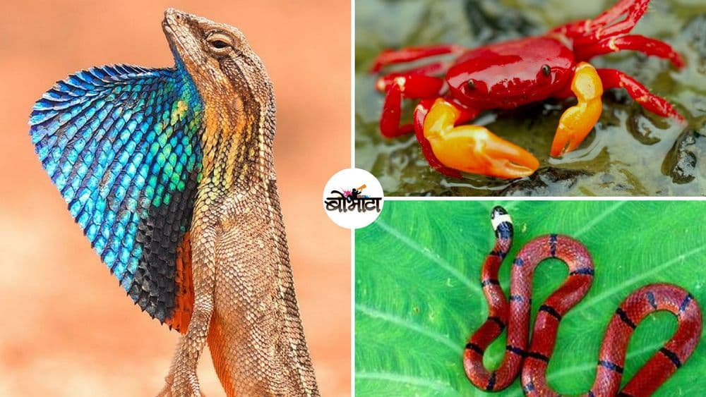 फक्त पावसाळ्यात दर्शन देणारे ११ भारतीय प्राणी !!