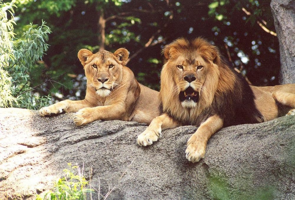 गीर वनाधिकाऱ्यांची कौतुकास्पद कामगिरी....त्यांनी या दोन सिंहांसाठी चक्क 'हे' केलं !!