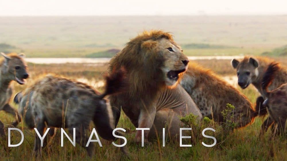 व्हिडीओ ऑफ दि डे: एका सिंहाचा हा अंगावर काटा आणणारा लढा लगोलग बघाच!!