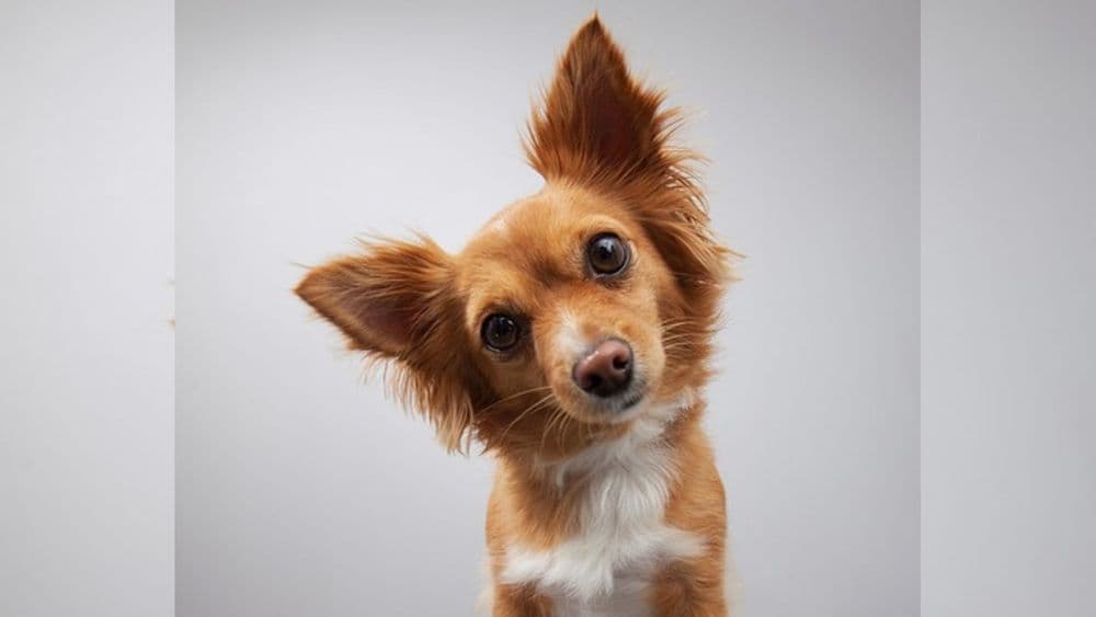 कुत्रा मान तिरपी का करतो ? हे आहे त्यागचं शास्त्रीय कारण !!