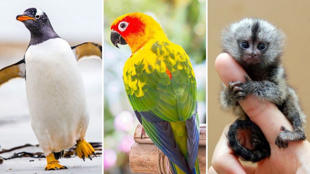 भारतात हे १० प्राणी तुम्हाला घरी पाळता येणार नाहीत, कारण तर जाणून घ्या !!