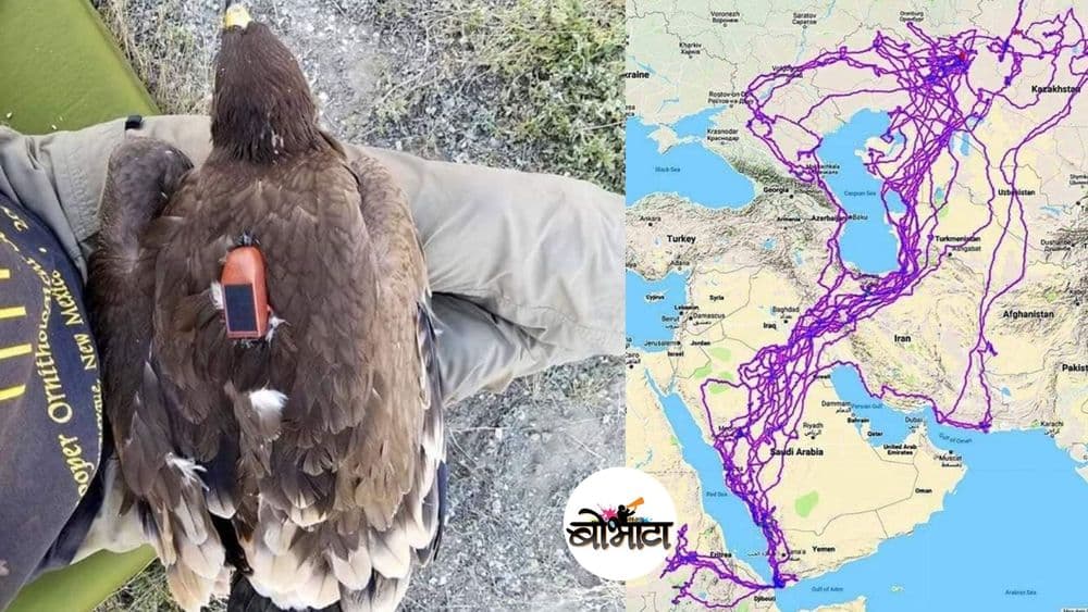 रशिया ते पाकिस्तान, एक गरुड आयुष्यभरात नक्की किती प्रवास करु शकतो? वाचा इथे !!