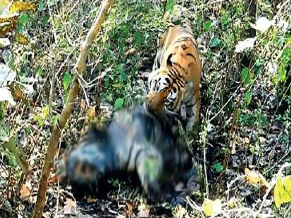 कान्हामध्ये मिळालाय वाघाचा वाघाला खातानाचा फोटो. जाणून घ्या काय प्रकरण आहे.