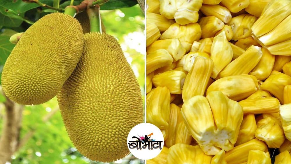 गार्डियनने फणसाविषयी असं काय म्हटलं की लोक भडकलेत ??