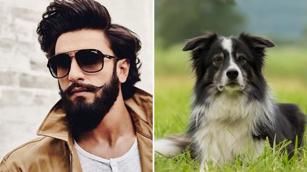 काय म्हणता, कुत्र्याच्या केसांपेक्षा दाढीत जास्त जंतू असतात ? कसं काय ??