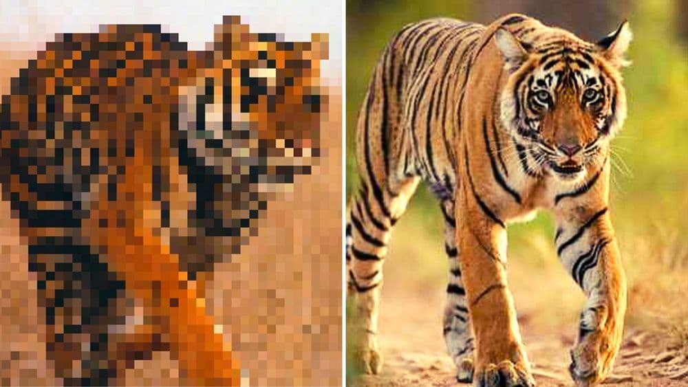 फोटोतल्या पिक्सेल्स इतकी त्या प्राण्याची संख्या आहे....काय आहे ही भन्नाट कल्पना?