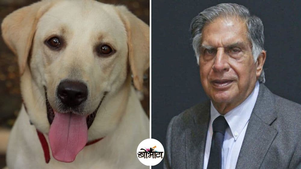 या मायराला दत्तक घेण्यासाठी टाटांनी केलं आवाहन!