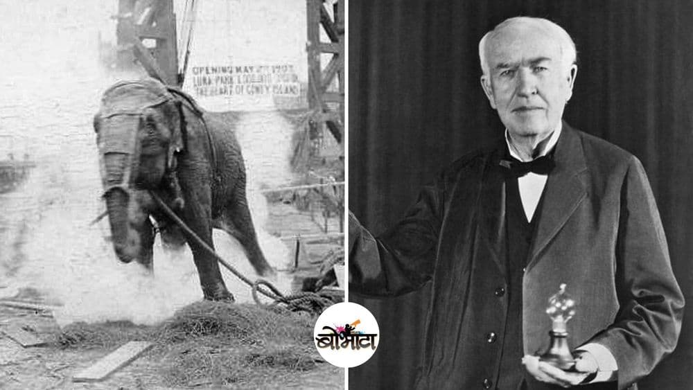 एडिसनने जिवंत हत्तीणीला विजेचा झटका देऊन मारलं होतं का ? काय आहे या क्रूरतेमागची गोष्ट ?