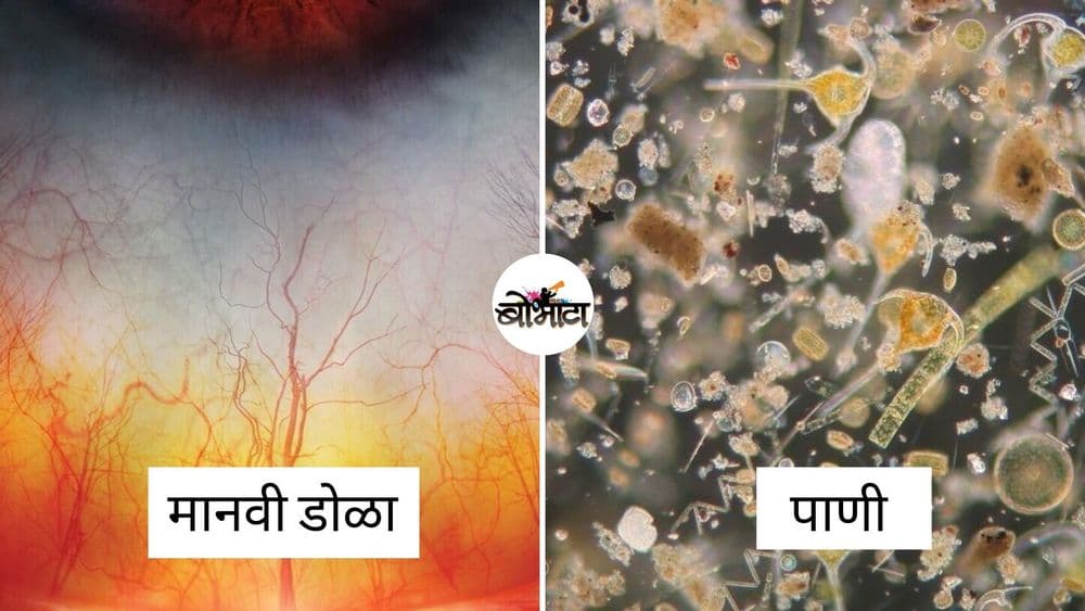 रोजच्या सामान्य गोष्टींचं सूक्ष्मरूप बघून धक्का बसेल...हे १२ फोटो पाहून घ्या !!