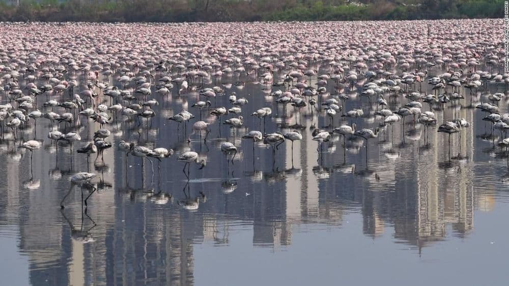 महाराष्ट्रातल्या या ठिकाणी उतरलेत हजारो फ्लेमिंगो....तुमचा नक्कीच विश्वास बसणार नाही !!