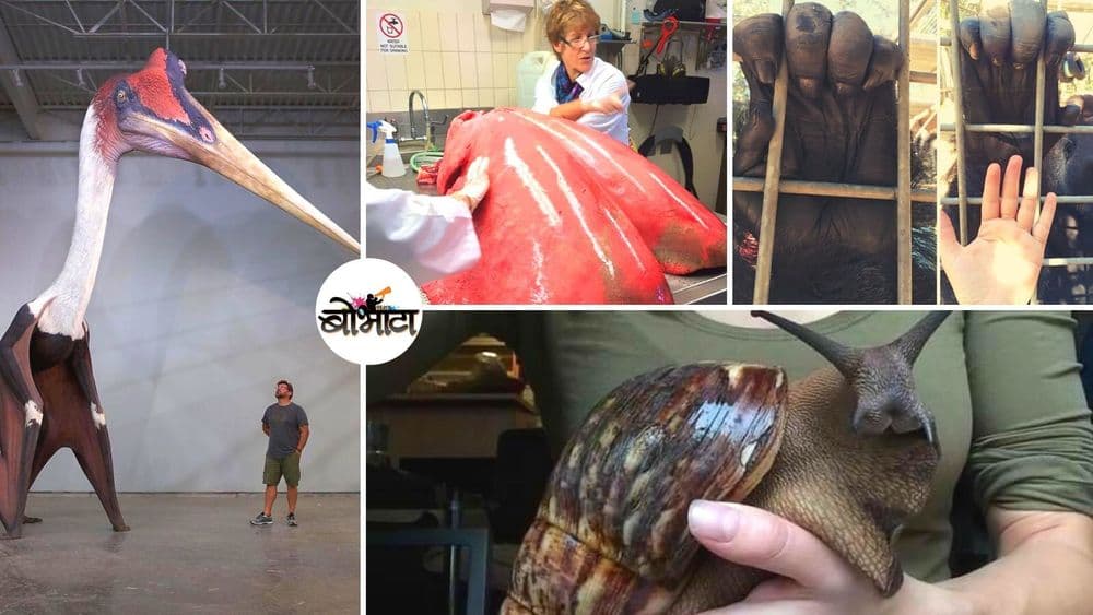 दिसतं तसं नसतं.... गोष्टी दिसतात त्यापेक्षा खूप मोठ्या असतात भाऊ!!