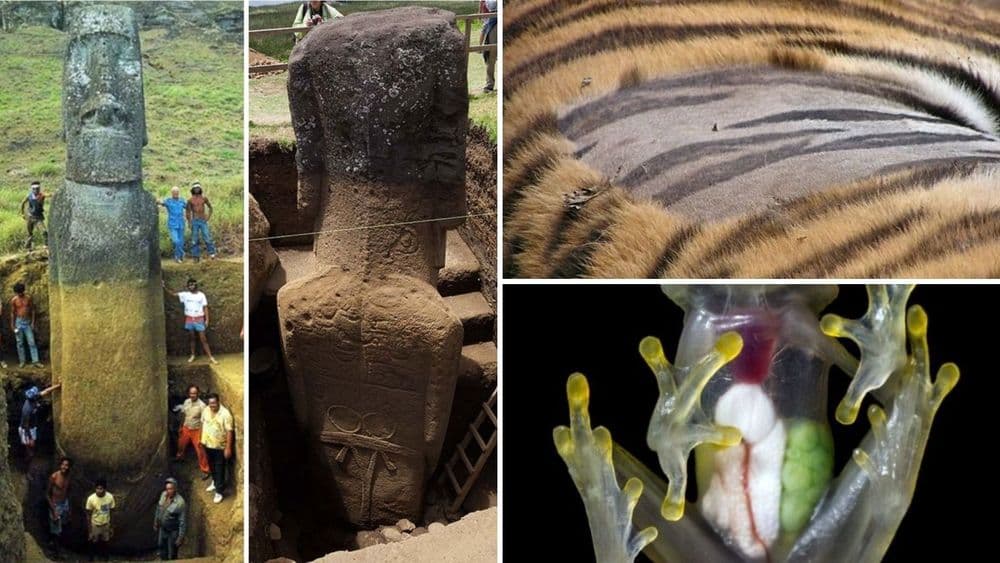 पाहायलाच हवेत असे हे २० फोटो : तुम्हाला कधीही न पाहिलेल्या अनोख्या गोष्टी दाखवतील...