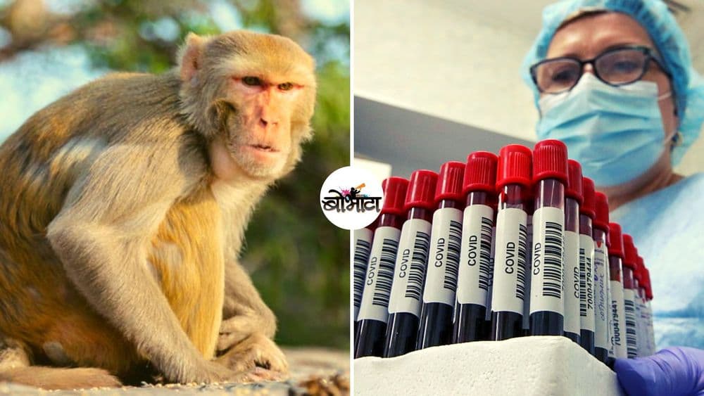 माकडांनी चक्क कोरोनाचे ब्लड सॅम्पल पळवले ? व्हिडीओ पाहा !!