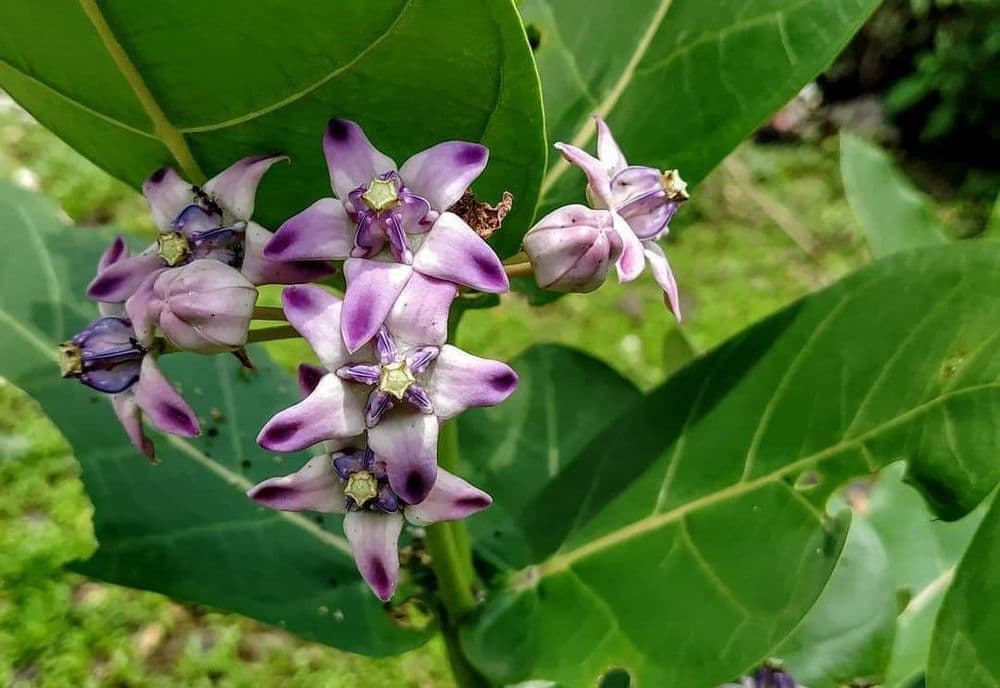 बोभाटाची बाग भाग-५ : विषारी असा शिक्का बसलेली रुई वनस्पती खरंच विषारी आहे का?