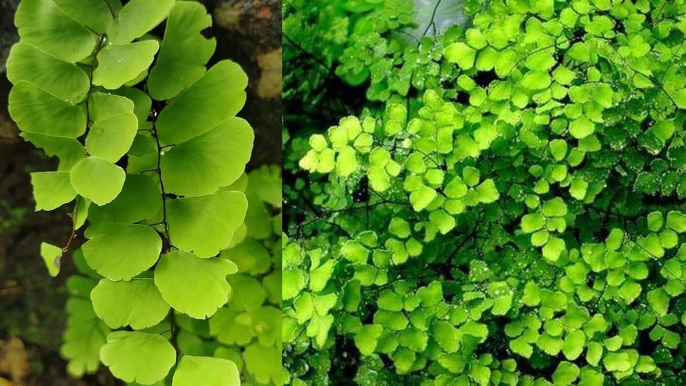 बोभाटाची बाग : भाग ८ - १४ कोटी वर्षांपासून अस्तित्वात असलेले, पण दुर्लक्षित राहिलेले नेचे !!