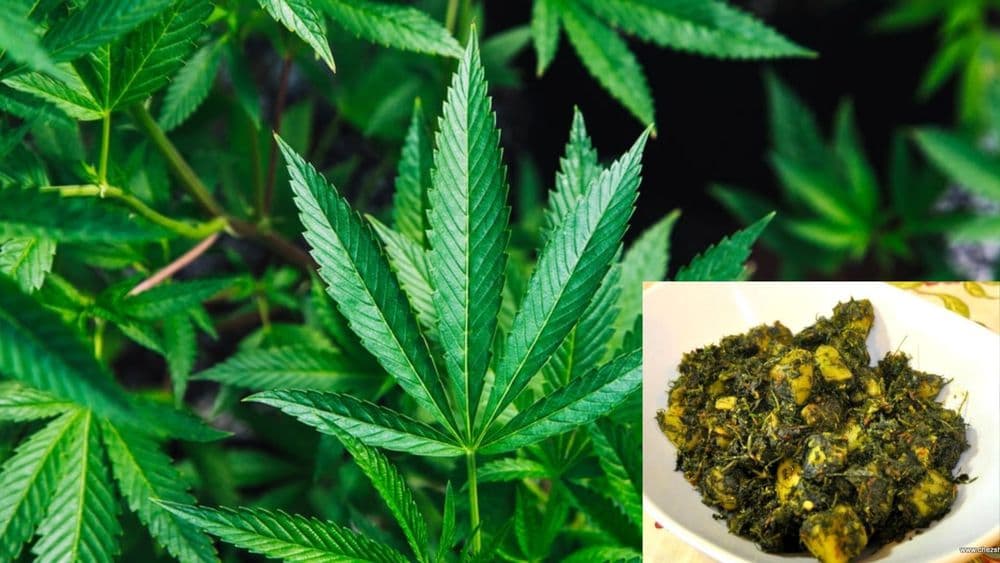 बाबो, मेथी समजून चक्क गांजाची भाजी खाल्ली? कुठे घडलंय हे?