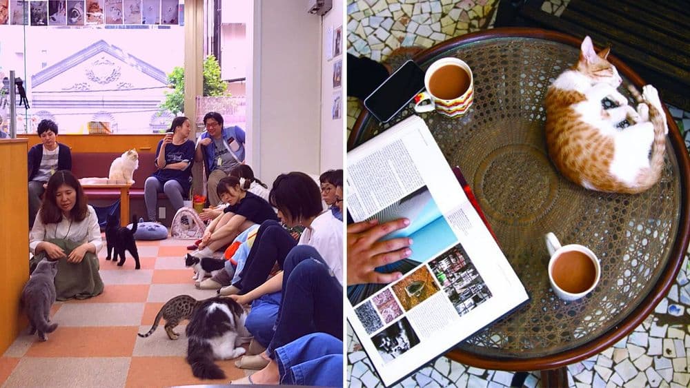 बुक कॅफे ऐकलेलं, पण हे कॅट कॅफे काय आहे? कॅफेचा हा नवीन प्रकार तुम्हाला आवडतो का पाहा !!