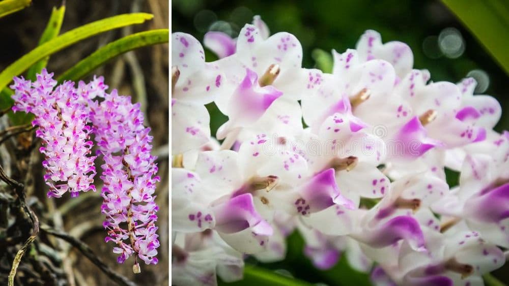 बोभाटाची बाग - भाग ९ : सीतेची वेणी उर्फ ऑर्किड....२५००० ऑर्किड पैकी एक आपण चक्क आवडीने खातो!!