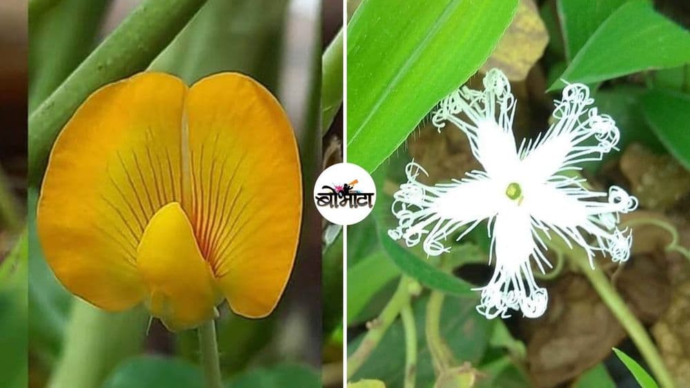 बोभाटाची बाग - भाग १३ : ओळखा आजच्या बोभाटा बागेतली फुलं कशाची आहेत? यातल्या एका झाडाचं फळ तर आपण नेहमीच खातो!