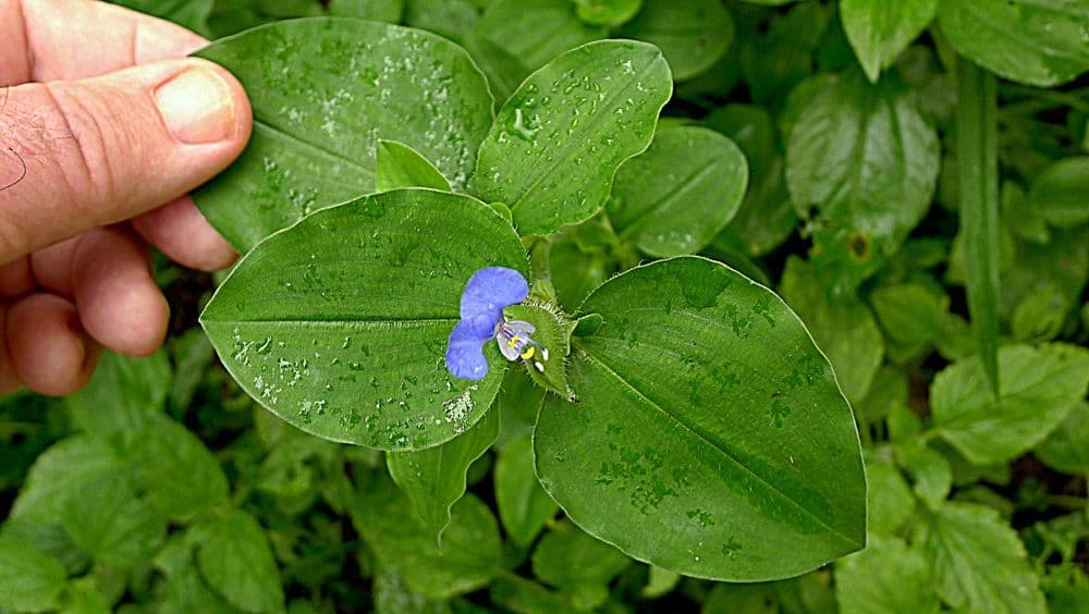तण खाई धण की तण देई धन? वाचा श्रावणाच्या कथेतल्या केना-कुर्डू भाजीबद्दल!!