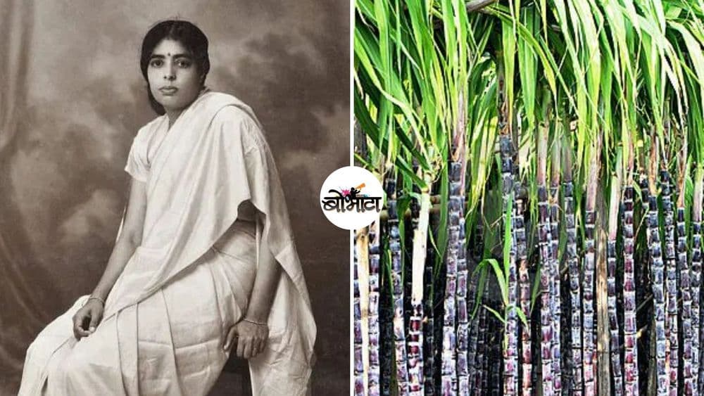 ऊसाला गोडवा देणारी शास्त्रज्ञ!! तोपर्यंत आपल्याला परदेशातून आयात केलेल्या गोड ऊसाच्या जातींवर अवलंबून राहावं लागत होतं!!