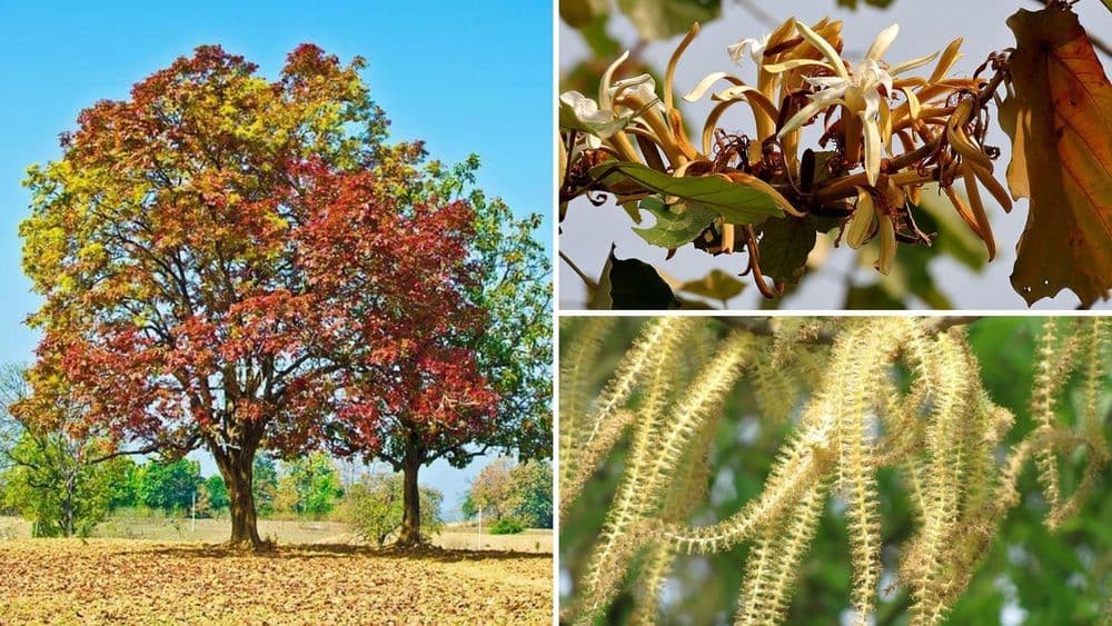 बोभाटाची बाग - भाग १८ : आपल्या देशी वृक्ष संस्कृतीशी जोडलेल्या झाडांची ओळख करून घ्या !!