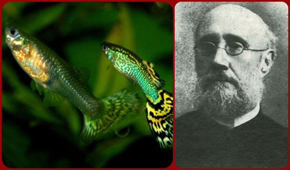 त्यांना गप्पी मासे का म्हणतात ठाऊक आहे?