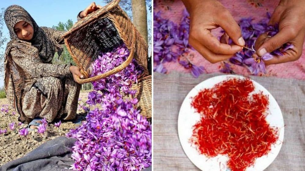 जगातल्या महागड्या मसाल्यांपैकी एक केशरची काश्मीरमधली लागवड कशी होते ?