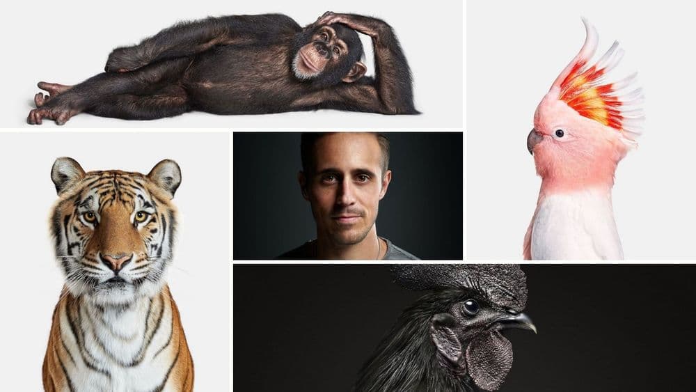 ANIMAL KINGDOM: प्राण्यांची अत्यंत सजीव वाटणारी पोट्रेट्स....या प्राण्यांना काय म्हणायचं आहे??