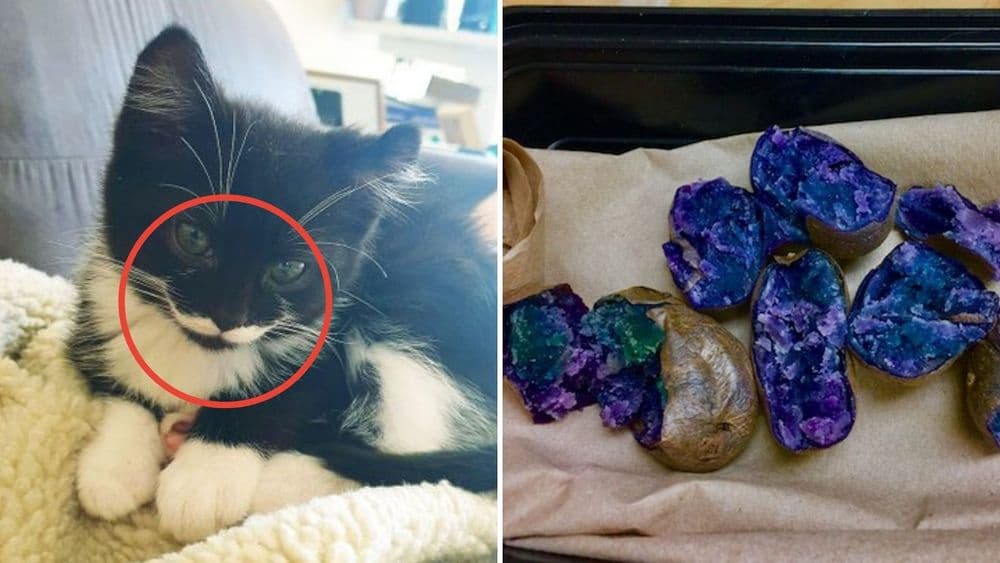 निसर्गाने दिलेले आश्चर्याचे धक्के....ही १० उदाहरणे पाहा !!