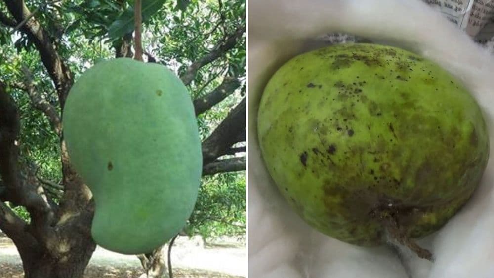 हापूस नाही तर आंब्यांच्या या दोन प्रजाती बाजारावर राज्य करत आहेत....त्यांच्यात काय वेगळेपण आहे?