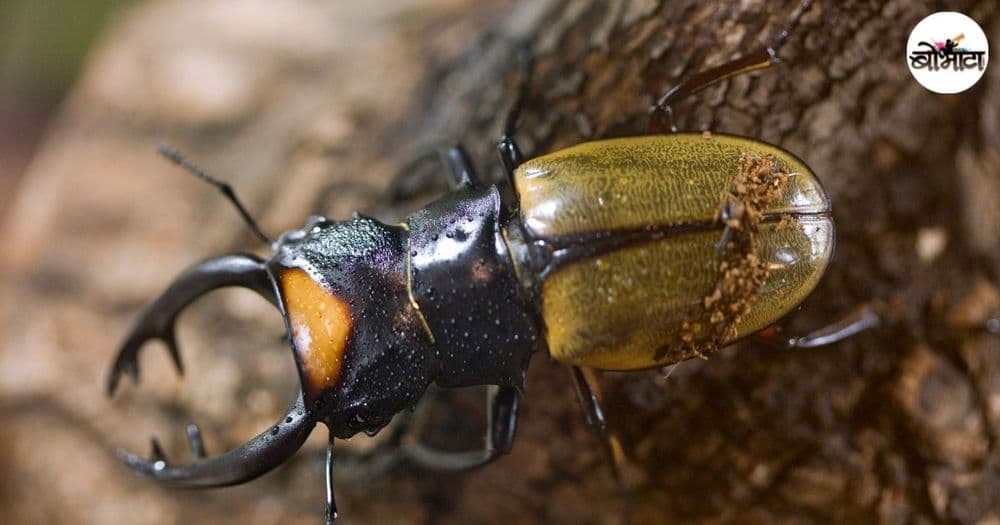 भारतातल्या या किड्यांना सोन्याचा भाव आला आहे. कोण आणि का इतका दर देत आहे? काय प्रकरण आहे ते तर जाणून घ्या!!