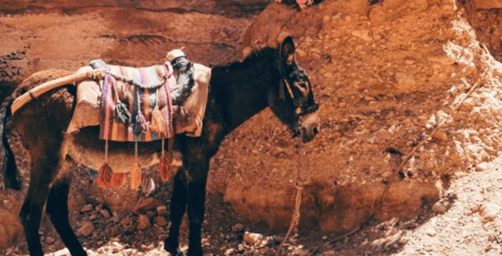 बीड जिल्ह्यातल्या गावात नव्या जावयासोबत होळी कशी साजरी करतात हे वाचलंत का?