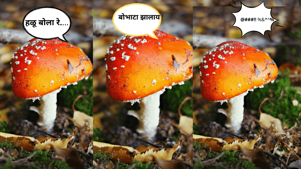 मशरूम आपापसात चक्क बोलतात आणि त्यांचा शब्दकोशही आहे.