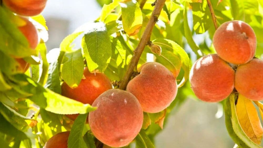 एकाच झाडाला ४० प्रकारची फळे? काय आहे हा 'ट्री ऑफ 40’ आणि हे साध्य कसे झाले आहे?