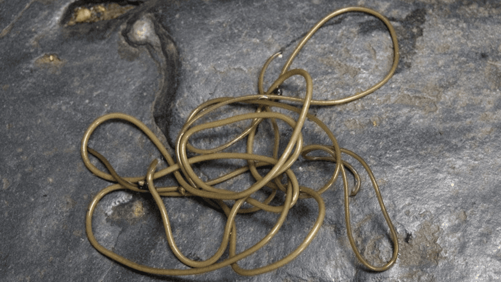 सत्य जाणून घ्या शिवनाग वृक्षाच्या वळवळणार्या मुळांचे !