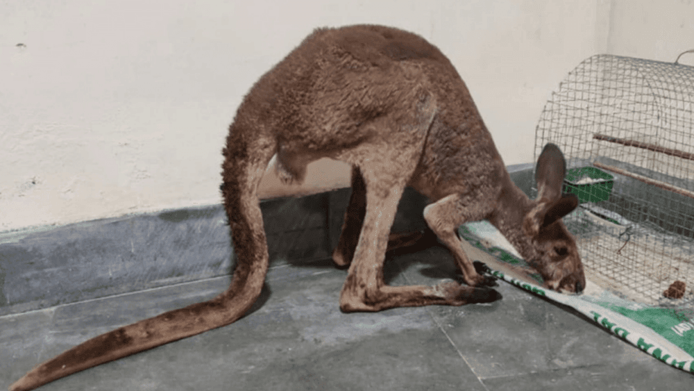 पश्चिम बंगालमध्ये पाच कांगारू सापडलेत!! हे कसं शक्य आहे? यामागे कोणतं आणि कशाप्रकारचं रॅकेट असू शकेल?